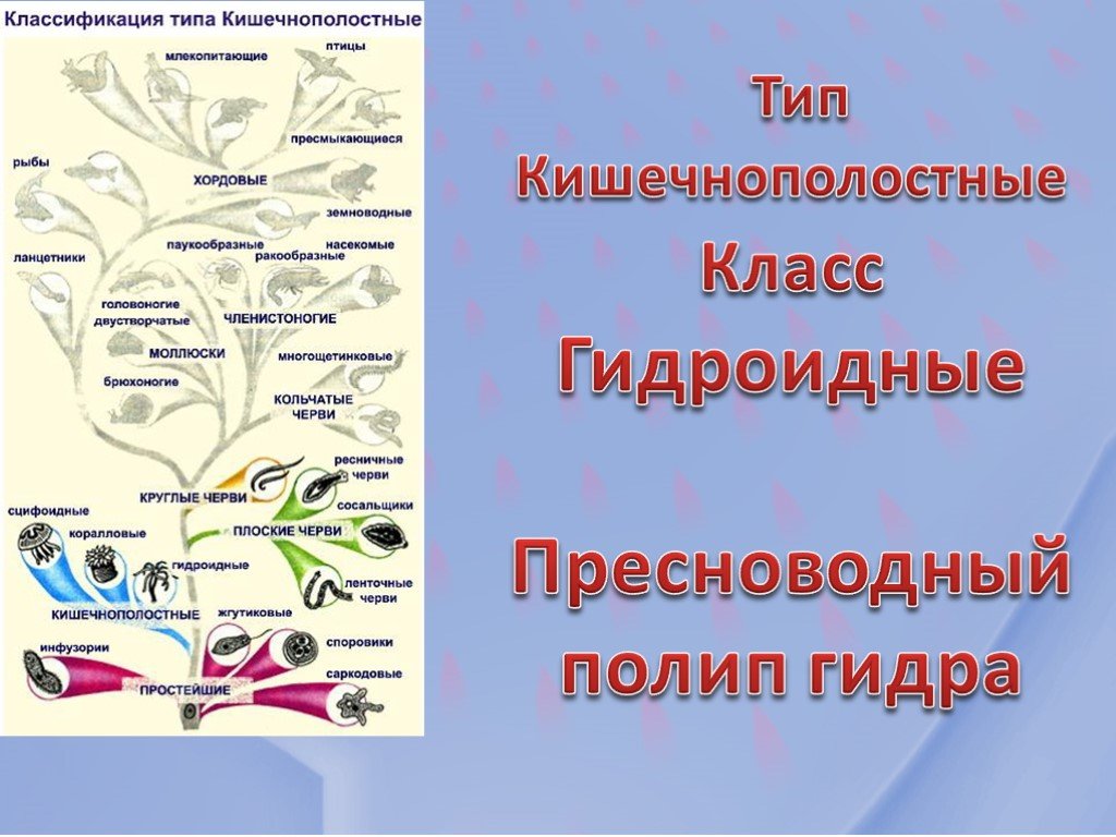 Ссылка на кракен даркнет